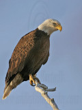 _MG_3315 Bald Eagle.jpg