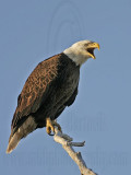 _MG_3322 Bald Eagle.jpg