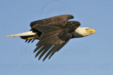 _MG_3495 Bald Eagle.jpg