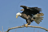 _MG_5493 Bald Eagle.jpg