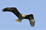 _MG_5682 Bald Eagle.jpg