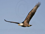 _MG_5805 Bald Eagle.jpg