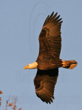 _MG_6140 Bald Eagle.jpg