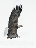 _MG_1858 Bald Eagle.jpg