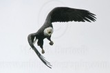 _MG_1862 Bald Eagle.jpg