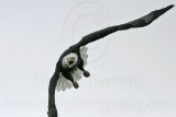 _MG_1863 Bald Eagle.jpg