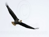 _MG_2064 Bald Eagle.jpg