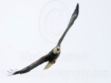_MG_2314 Bald Eagle.jpg