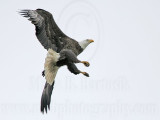 _MG_2323 Bald Eagle.jpg
