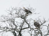 _MG_2465 Bald Eagle.jpg