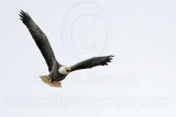 _MG_2476 Bald Eagle.jpg