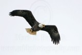 _MG_2477 Bald Eagle.jpg