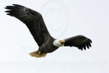 _MG_2585 Bald Eagle.jpg