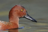 _MG_3028 Cinnamon Teal.jpg
