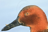 _MG_6559 Cinnamon Teal.jpg
