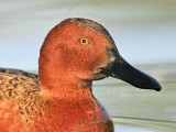 _MG_6623 Cinnamon Teal.jpg