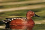 _MG_6870 Cinnamon Teal.jpg