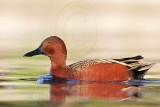 _MG_6888 Cinnamon Teal.jpg