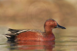 _MG_6907 Cinnamon Teal.jpg