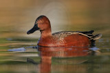 _MG_7033 Cinnamon Teal.jpg