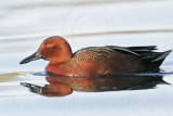 _MG_7226 Cinnamon Teal.jpg
