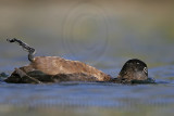 _MG_9238 Ring-necked Duck.jpg