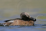 _MG_9250 Ring-necked Duck.jpg