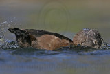 _MG_9254 Ring-necked Duck.jpg