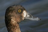 _MG_1106 Lesser Scaup.jpg