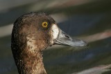 _MG_1112 Lesser Scaup.jpg