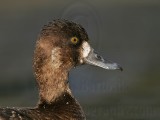 _MG_1165 Lesser Scaup.jpg