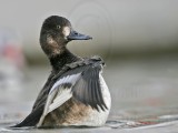 _MG_1459 Lesser Scaup.jpg