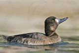 _MG_8817 Lesser Scaup.jpg