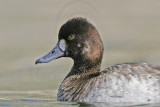 _MG_8965 Lesser Scaup.jpg