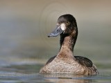 _MG_9145 Lesser Scaup.jpg