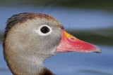_MG_7877 Black-bellied Whistling-Duck.jpg