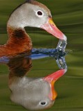 _MG_7911 Black-bellied Whistling-Duck.jpg