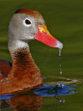 _MG_7913 Black-bellied Whistling-Duck.jpg