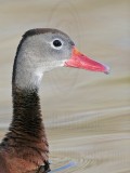 _MG_7925 Black-bellied Whistling-Duck.jpg