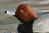 _MG_0899 Redhead.jpg