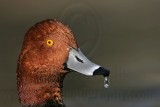 _MG_1077 Redhead.jpg