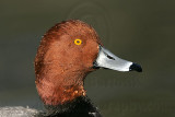 _MG_1081 Redhead.jpg