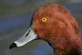 _MG_1094 Redhead.jpg