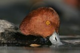 _MG_1193 Redhead.jpg