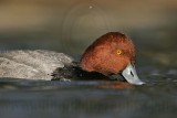 _MG_1222 Redhead.jpg