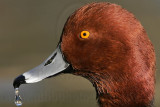 _MG_1308 Redhead.jpg