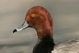 _MG_1316 Redhead.jpg