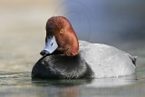 _MG_8778 Redhead.jpg
