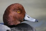 _MG_8991 Redhead.jpg