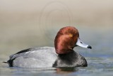 _MG_9117 Redhead.jpg